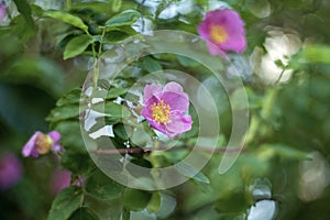 Rosa rugosa rugosa rose, beach rose