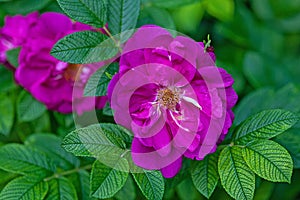 Rosa rugosa Thunb. wild rose flowers on bush