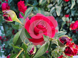 Rosa rugosa photo