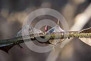 Rosa sericea var. omeiensis f. pteracantha