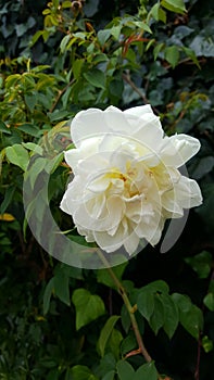 Rosa solitaria, solitary rose photo