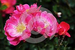 Rosa Sommerwind is a low flowering rose
