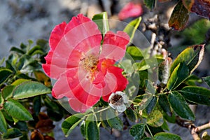 Rosa Spanish Sunset, Floribunda rose cultivar