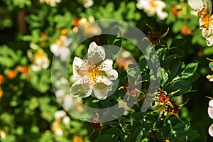 Rosa spinosissima L, Rosa pimpinellifolia, the rosehip bush grows and blooms in the garden in summer