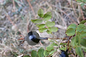 Rosa spinosissima, Rosaceae