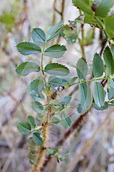 Rosa spinosissima, Rosaceae