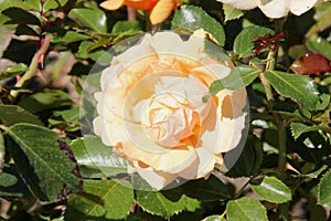 Rosa 'Top Notch' photo
