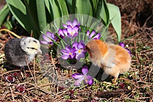 Rosa V and Messa Chicks with crocuses.