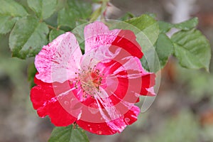 Rosa 'Wekroalt' Fourth of July