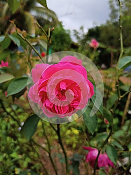 Rosa Wichurana-Gruppen flower