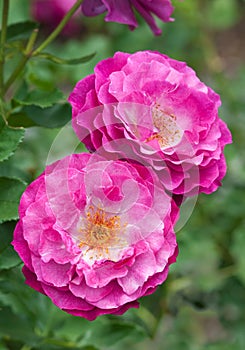 Rosa `Wild Blue Yonder`