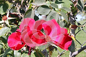 Rosa 'Altissimo', large flowered climbing rose photo