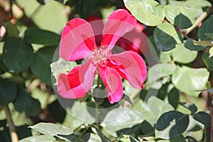 Rosa 'Altissimo', large flowered climbing rose photo