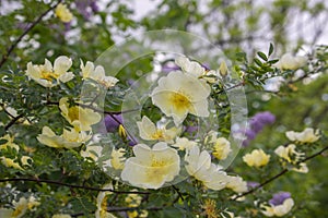 Rosa xanthina hugonis Manchu rose in bloom, yellow springtime flowering plant