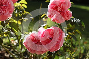 Rosa × centifolia, the Provence rose, cabbage rose or Rose de Mai in the autumn garden