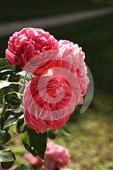 Rosa × centifolia, the Provence rose, cabbage rose or Rose de Mai in the autumn garden