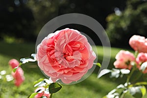 Rosa × centifolia, the Provence rose, cabbage rose or Rose de Mai in the autumn garden