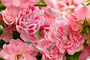Rosaceae, pink. photo