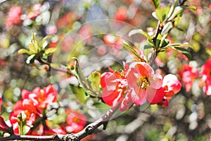 Rosaceae pink in close-up against the background of bushes