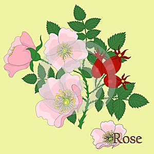 Rosaceae, rose. Illustration of a plant in a vector with flowers. photo