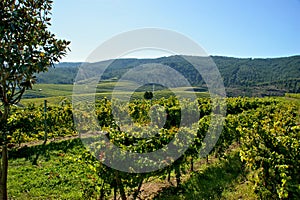 Rosal Vineyards in Galicia photo