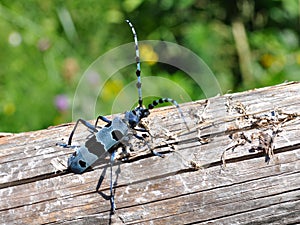 Rosalia Alpina photo