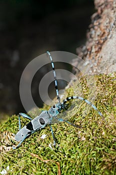 Rosalia alpina (L.) male (Coleoptera, Cerambycidae)