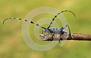 Rosalia Alpina - protected beetle