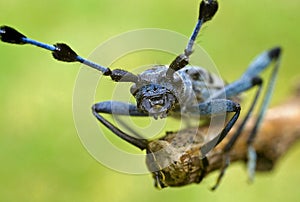 Rosalia Alpina - protected beetle