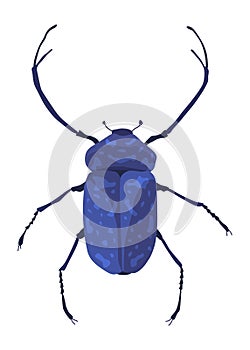 Rosalia batesi longhorn black-blue bug icon. Exotic beetle with long antennae and legs. Rosalia alpina entomology