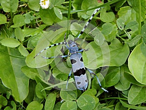 Alpine longhorn beetle