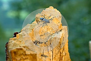 Rosalia longicorn on the dead wood, Slovakia