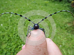 Alpine longhorn beetle