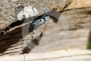 Rosalia longicorn (Rosalia alpina) or Alpine longhorn beetle