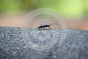 Rosalia longicorn (Rosalia alpina) or Alpine longhorn beetle