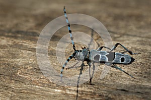 Rosalia Longicorn - Rosalia alpina or Alpine longhorn beetle, is a large longicorn family Cerambycidae photo