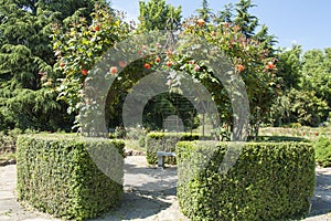 Rosarium in University botanic garden in Saints Constantine and