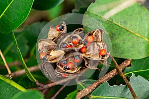 Rosary pea Abrus precatorius seeds closeup - Long Key Natural Area, Davie, Florida, USA photo