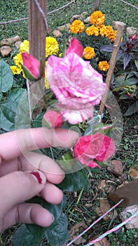 Rosas flower photo
