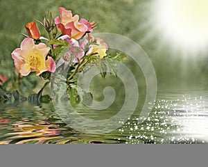 Rosas reflected in the water