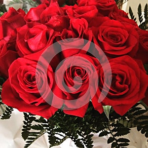 Rosas rojas