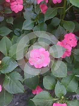 Rosas rosinhas lindas photo