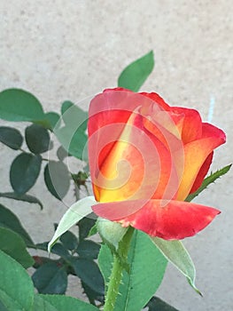 A rose