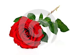 Rosas 