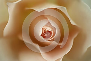 A rose