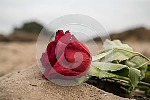 A rose