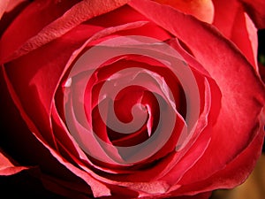 Rose photo