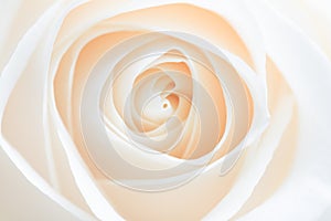 Rose abstract