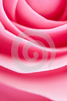 Rose Abstract