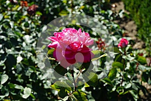 Rose 'Acapella' blooms with pink-white flowers in July in the park. Berlin, Germany